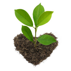 Young Green Plant and Heart-Shape Soil Isolated on white backgro