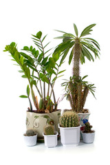 Obraz premium houseplants