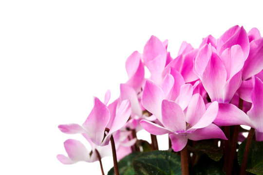 Pink Cyclamen Flower