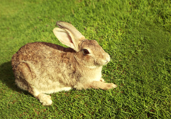 Rabbit