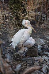 gannet on the stones