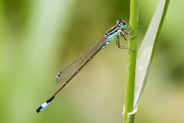 dragonfly on green background