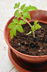 Young seedling of tomato growing in a soil.