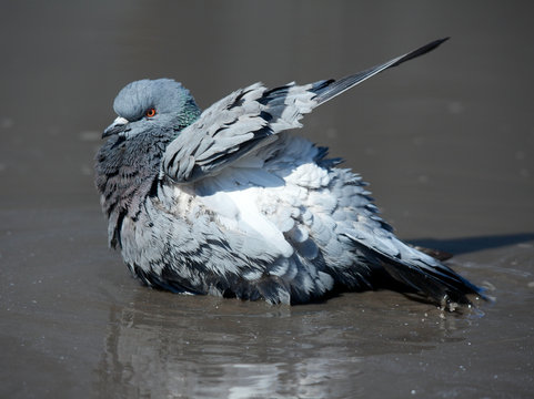 Pigeon Cleans Its Feathers