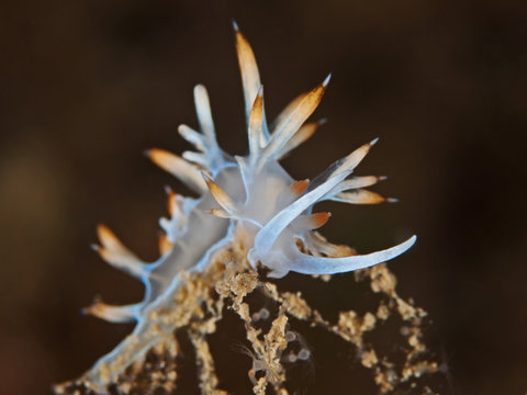 Weisse Fadenschnecke (Flabelina babai)