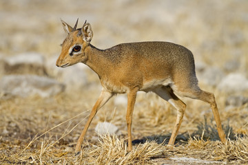 Kirks(Damara) Dik- Dik; Madoque kirkii; Namibia
