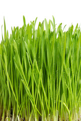 Fototapeta na wymiar fresh green spring grass with water drops