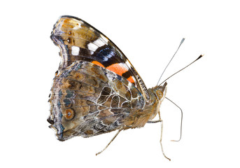Naklejka premium Butterfly admiral (Vanessa indica) 5