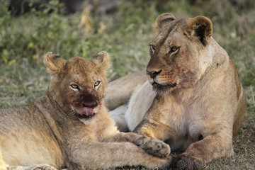 Lioness and cub