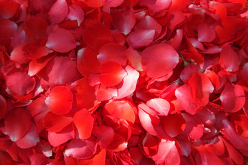 Red rose petals