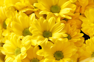 Chrysanthemum Flowers