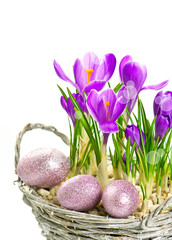 beautifil spring crocus flowers with easter eggs decoration
