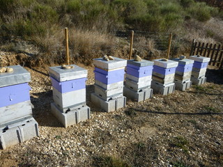 Apiculture - Ruche - Abeilles