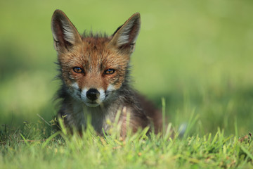 Fox portrait while lying