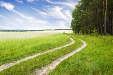 Road near wood on a decline