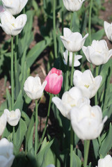 One pink tulip on white tulips in background