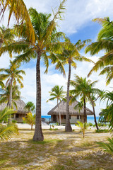 Obraz premium seacoast with palm trees and small houses