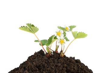 Young strawberry plant in soil