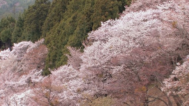 The spring landscape in Mt.Yoshino,Nara Japan_4