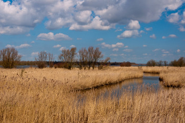 Colorful landscape with a creek and reeds