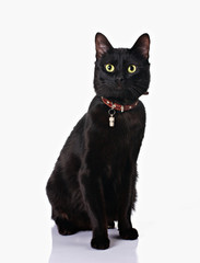 black cat sitting in white background