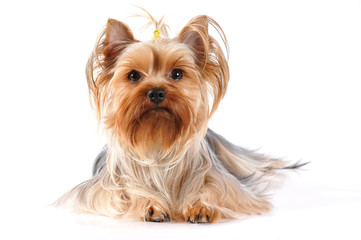 Yorkshire terrier lying  portrait