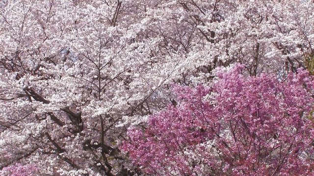 Cherry blossoms,in Showa Kinen Park,Tokyo,Japan_2