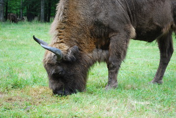 żubr (Bison bonasus) © Olga Korowacka