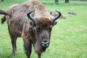 Żubr (Bison bonasus) © Olga Korowacka