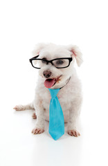 Pet dog wearing a neck tie and glasses