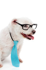 Business educated dog learning or watching