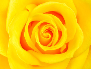 Macro of Perfect Yellow Rose Flower