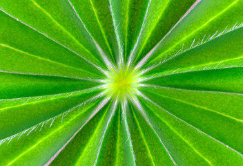 Fototapeta na wymiar Floral Background - Green Leaves