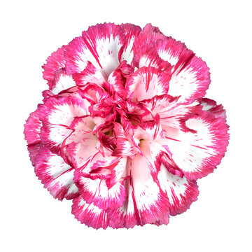 Pink Carnation Flower Isolated on White
