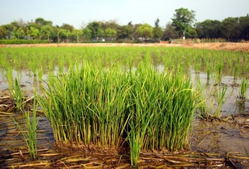 View of a Rice Paddy Field