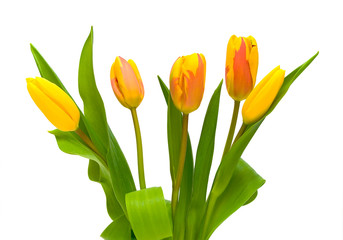 beautiful bouquet of tulips on a white background