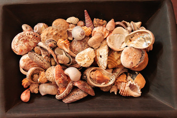 Schale voll Muscheln