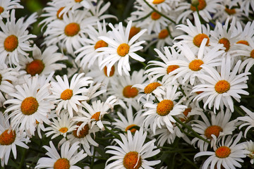 daisies