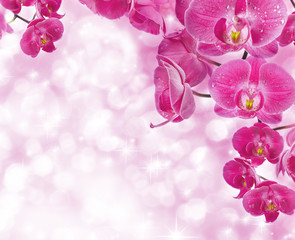 Orchid flowers with water drops, greetings card