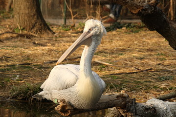 White Pelican