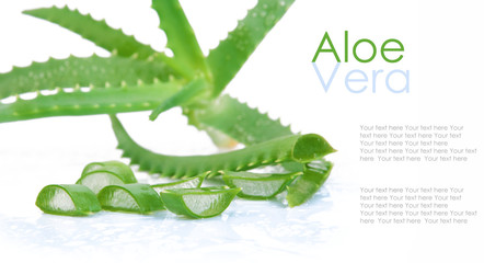 Aloe vera isolated on white