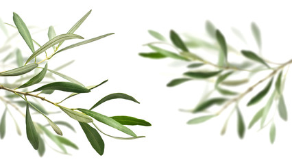 Olivenbaumzweige