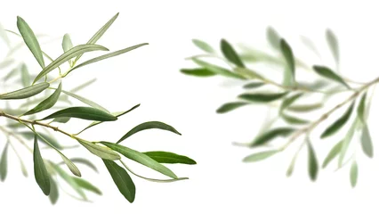 Foto op Plexiglas Olijfboom olijfboom takken