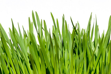grass blades