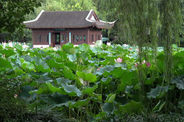 Fototapeta na wymiar Lotus-See