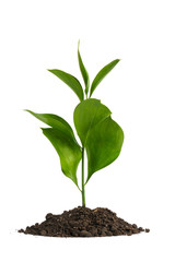 Heap dirt with a green plant
