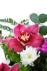 Orchid isolated on white