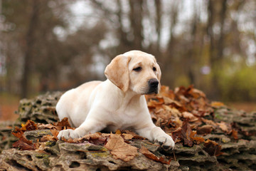 yellow labrador puppy in autumn