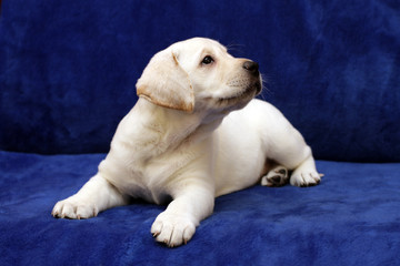lovely yellow labrador puppy