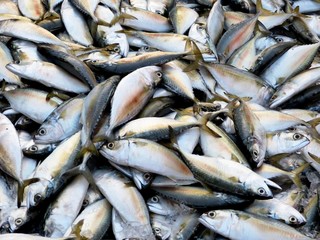 short-bodied mackerel